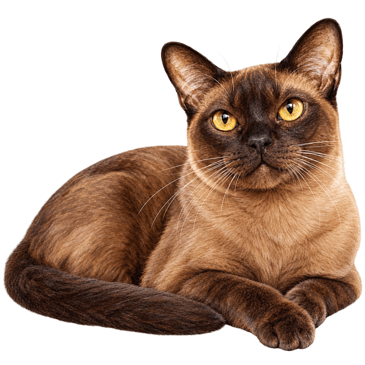 Burmese